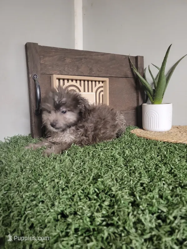Henry – Pomapoo puppy for sale in Montgomery, IN