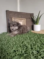 Henry, a male Pomapoo for sale in Montgomery, IN – 1 of 6