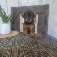 Evan, a male Yorkipoo for sale in Montgomery, IN – 4 of 6