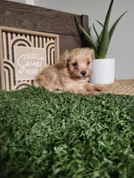 Misty, a female Maltipoo for sale in Montgomery, IN – 3 of 6