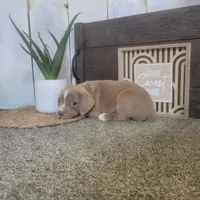 Sarah , a female Boston Terrier and Beagle for sale in Montgomery, IN – Photo 1 of 5