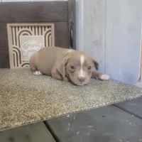 Sarah , a female Boston Terrier and Beagle for sale in Montgomery, IN – Photo 2 of 5