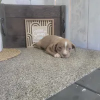 Sarah , a female Boston Terrier and Beagle for sale in Montgomery, IN – Photo 3 of 5