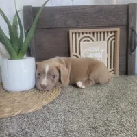 Sarah , a female Boston Terrier and Beagle for sale in Montgomery, IN – Photo 5 of 5