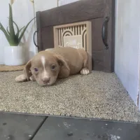 Sarah , a female Boston Terrier and Beagle for sale in Montgomery, IN – Photo 4 of 5