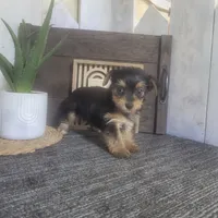 Izzy, a female Yorkshire Terrier for sale in Montgomery, IN – 5 of 6