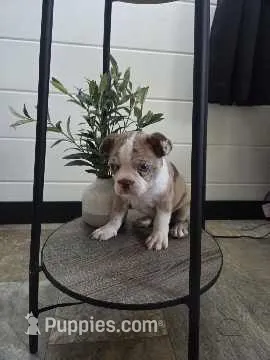 Dillion  – Boston Terrier puppy for sale in Montgomery, IN
