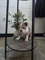 Dillion , a male Boston Terrier for sale in Montgomery, IN – 1 of 8