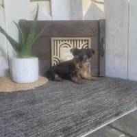 Maggie, a female Yorkshire Terrier for sale in Montgomery, IN – 3 of 5