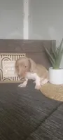 Tammy, a female Miniature Dachshund for sale in Montgomery, IN – 3 of 5
