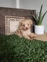 Misty, a female Maltipoo for sale in Montgomery, IN – 2 of 6