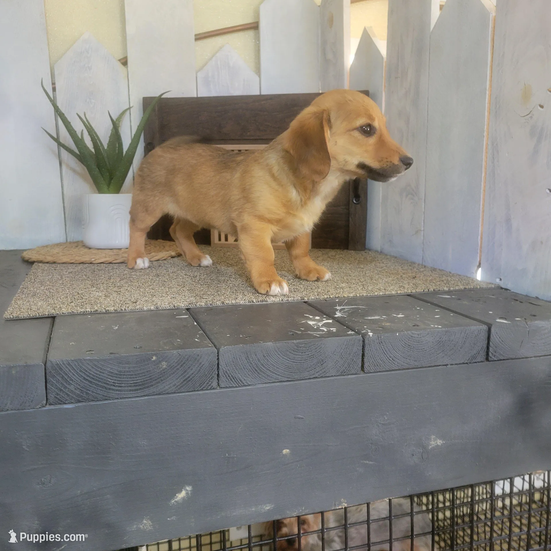 Connie, a female Pembroke Welsh Corgi and Dachshund for sale in Montgomery, IN – Photo 3 of 6