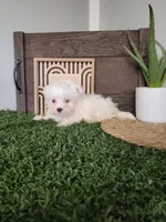 Burt, a male Maltese for sale in Montgomery, IN – 3 of 3