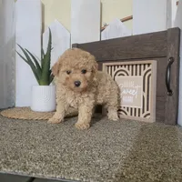 Teresa, a female Poodle - Miniature  for sale in Montgomery, IN – Photo 1 of 6