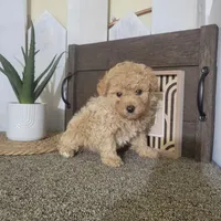 Teresa, a female Poodle - Miniature  for sale in Montgomery, IN – Photo 4 of 6