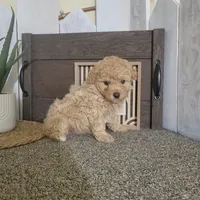 Teresa, a female Poodle - Miniature  for sale in Montgomery, IN – Photo 5 of 6