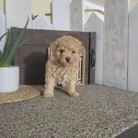 Teresa, a female Poodle - Miniature  for sale in Montgomery, IN – Photo 6 of 6