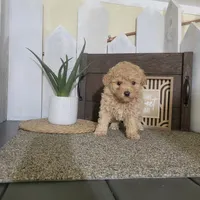 Teresa, a female Poodle - Miniature  for sale in Montgomery, IN – Photo 3 of 6