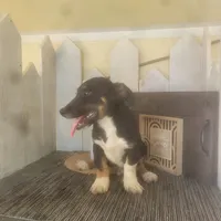 Moe, a male Jack Russell Terrier and Rat Terrier for sale in Montgomery, IN – 1 of 5