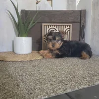 Troy, a male Yorkshire Terrier for sale in Montgomery, IN – Photo 3 of 4