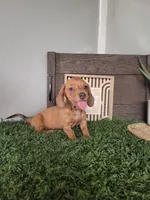 Cecil, a male Dachshund for sale in Montgomery, IN – 3 of 4