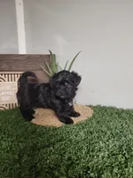 Jase, a male Morkie for sale in Montgomery, IN – 3 of 6