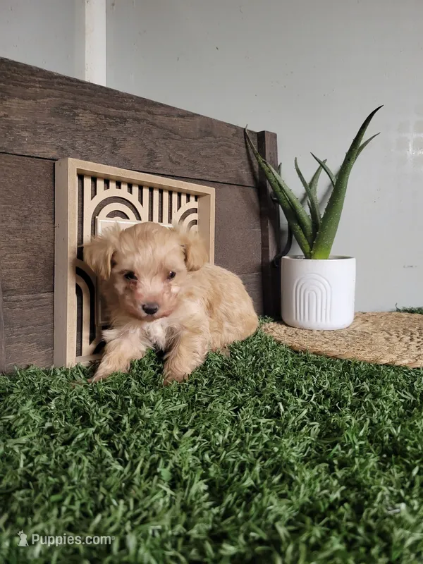 Misty – Maltipoo puppy for sale in Montgomery, IN