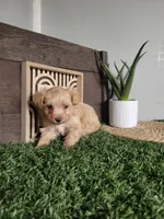 Misty, a female Maltipoo for sale in Montgomery, IN – 1 of 6