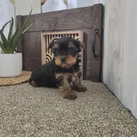 Nellie , a female Yorkshire Terrier for sale in Montgomery, IN – Photo 4 of 5