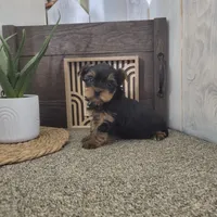 Nellie , a female Yorkshire Terrier for sale in Montgomery, IN – Photo 3 of 5