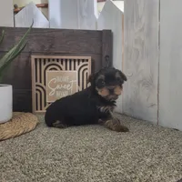 Nellie , a female Yorkshire Terrier for sale in Montgomery, IN – Photo 5 of 5