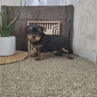 Nellie , a female Yorkshire Terrier for sale in Montgomery, IN – Photo 1 of 5