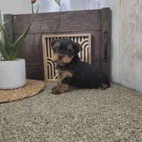 Nellie , a female Yorkshire Terrier for sale in Montgomery, IN – Photo 2 of 5