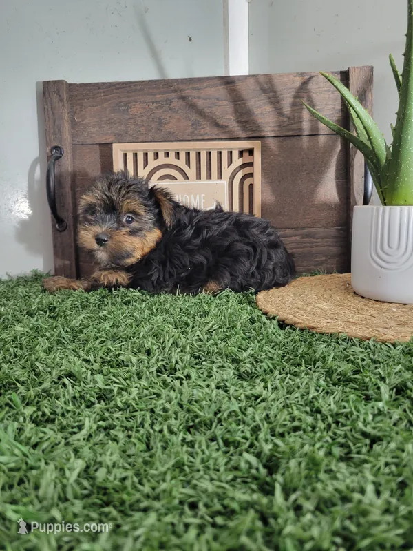 Pedro – Yorkshire Terrier puppy for sale in Montgomery, IN