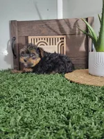 Pedro, a male Yorkshire Terrier for sale in Montgomery, IN – 1 of 2