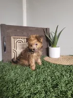 Freddy, a male Pomapoo for sale in Montgomery, IN – 3 of 7