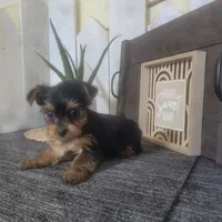 Maggie, a female Yorkshire Terrier for sale in Montgomery, IN – 2 of 5