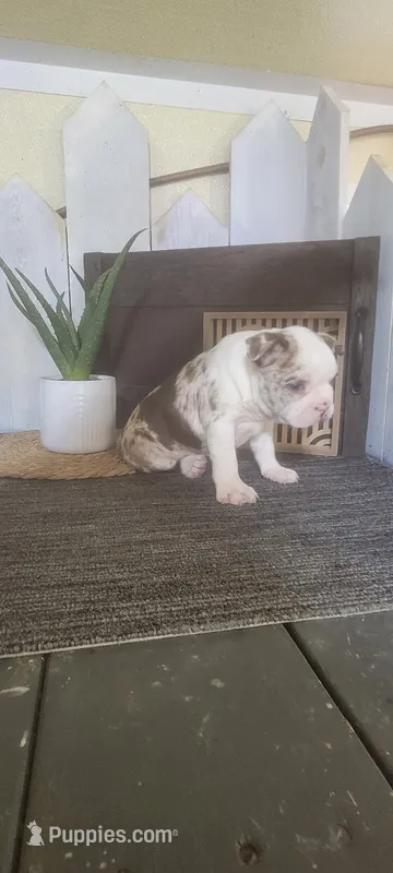 Ava – Boston Terrier puppy for sale in Montgomery, IN