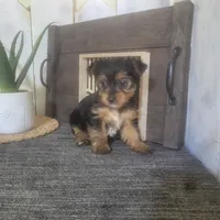 Millie, a female Yorkshire Terrier for sale in Montgomery, IN – 6 of 6