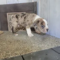 Leo, a male Boston Terrier and Beagle for sale in Montgomery, IN – Photo 4 of 5