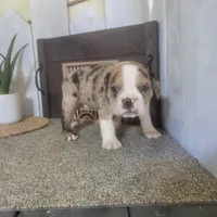 Leo, a male Boston Terrier and Beagle for sale in Montgomery, IN – Photo 3 of 5