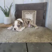 Leo, a male Boston Terrier and Beagle for sale in Montgomery, IN – Photo 2 of 5