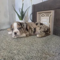 Leo, a male Boston Terrier and Beagle for sale in Montgomery, IN – Photo 5 of 5