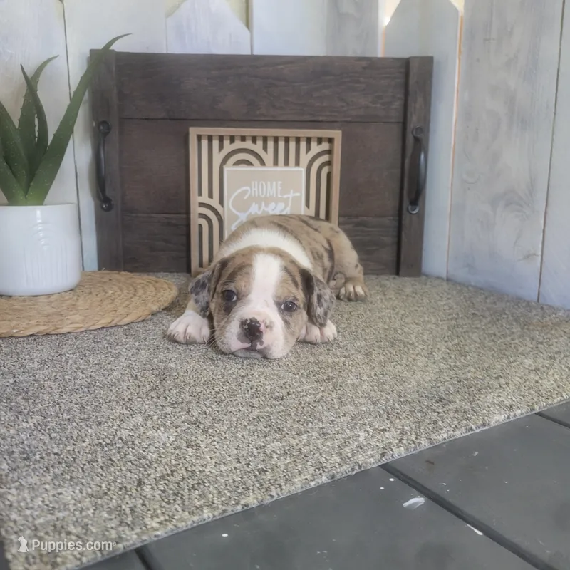 Leo – Boston Terrier, Beagle puppy for sale in Montgomery, IN