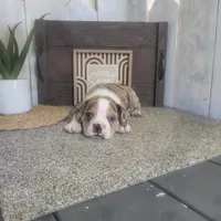 Leo, a male Boston Terrier and Beagle for sale in Montgomery, IN – Photo 1 of 5