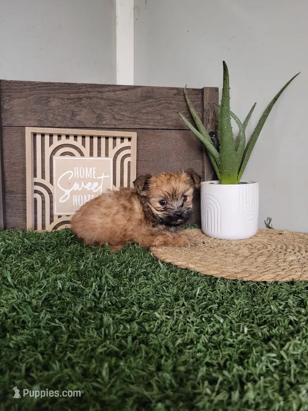 Sarah – Morkie puppy for sale in Montgomery, IN