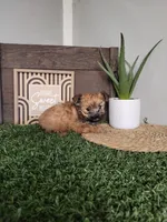 Sarah, a female Morkie for sale in Montgomery, IN – 1 of 5