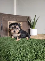 Tracy, a female Morkie for sale in Montgomery, IN – 2 of 5
