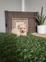 Madison, a male Maltipoo for sale in Montgomery, IN – 6 of 6