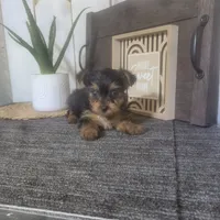 Maggie, a female Yorkshire Terrier for sale in Montgomery, IN – 5 of 5